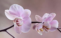 Tapeta Orchidea 29017 - vinylová